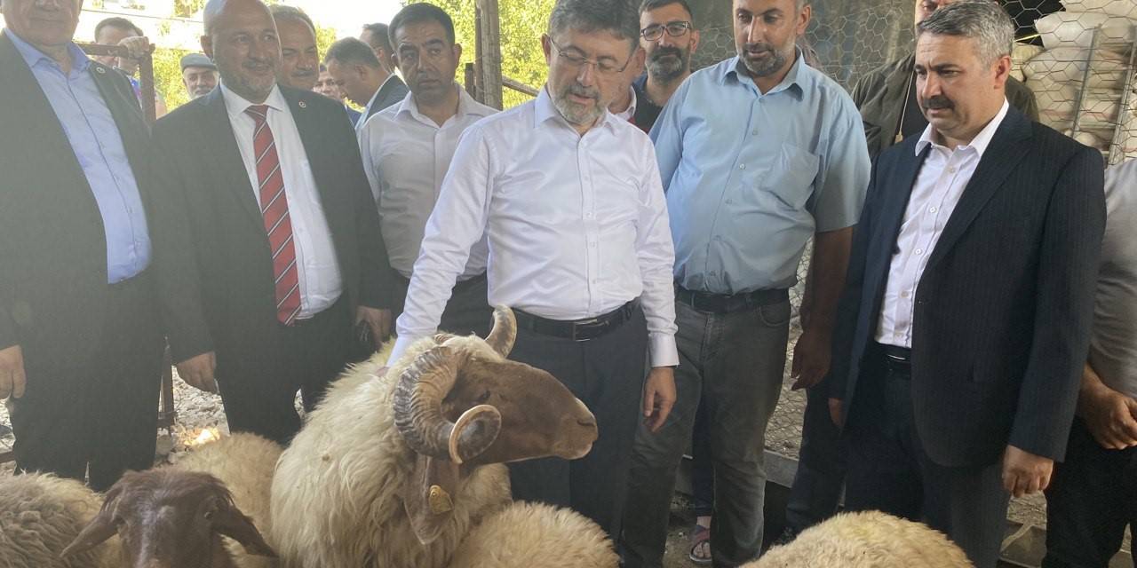 Depremzede Devletin Verdiği Destekle Yeniden Küçükbaş Hayvan Yetiştirmeye Başladı
