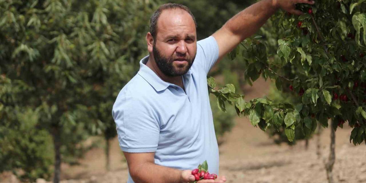 Kızılcıkta Hasat Zamanı