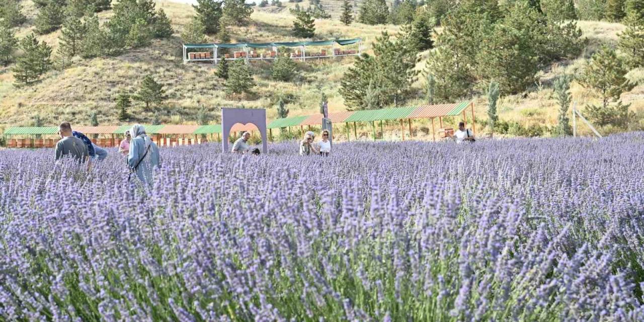 Mamak Belediyesi’nin Lavanta Bahçesi’ne Büyük İlgi