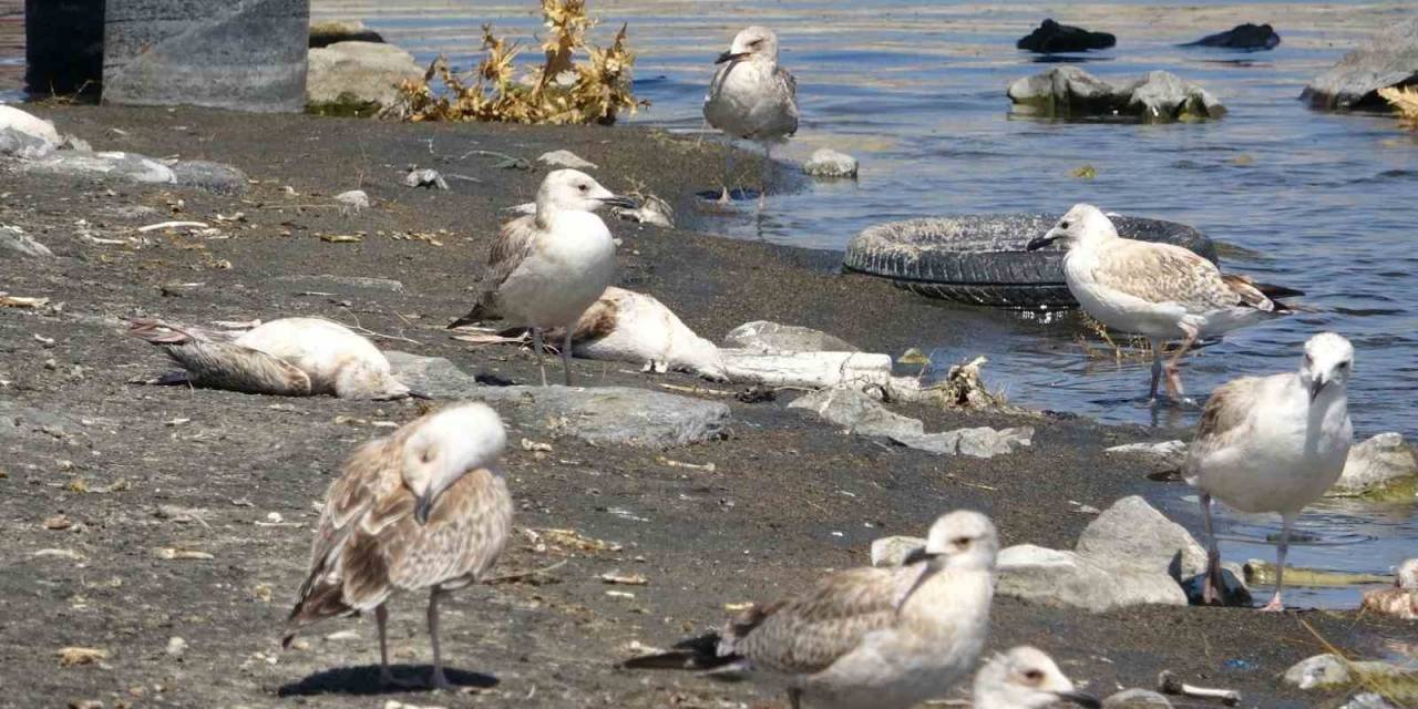 Van Gölü’nde Acı Fotoğraf: Binlerce Martı Öldü, Binlercesi De Ölümü Bekliyor