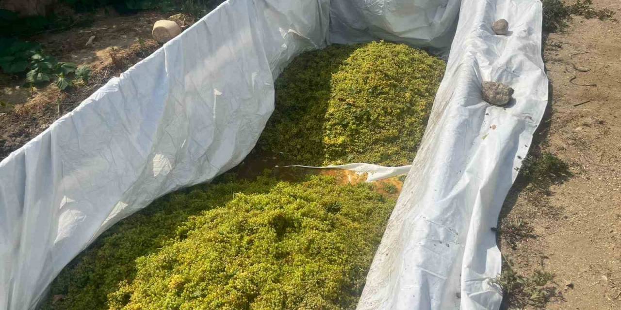 Sarıgöl’de Şaraplık Üzüm Alımlarına Başlandı