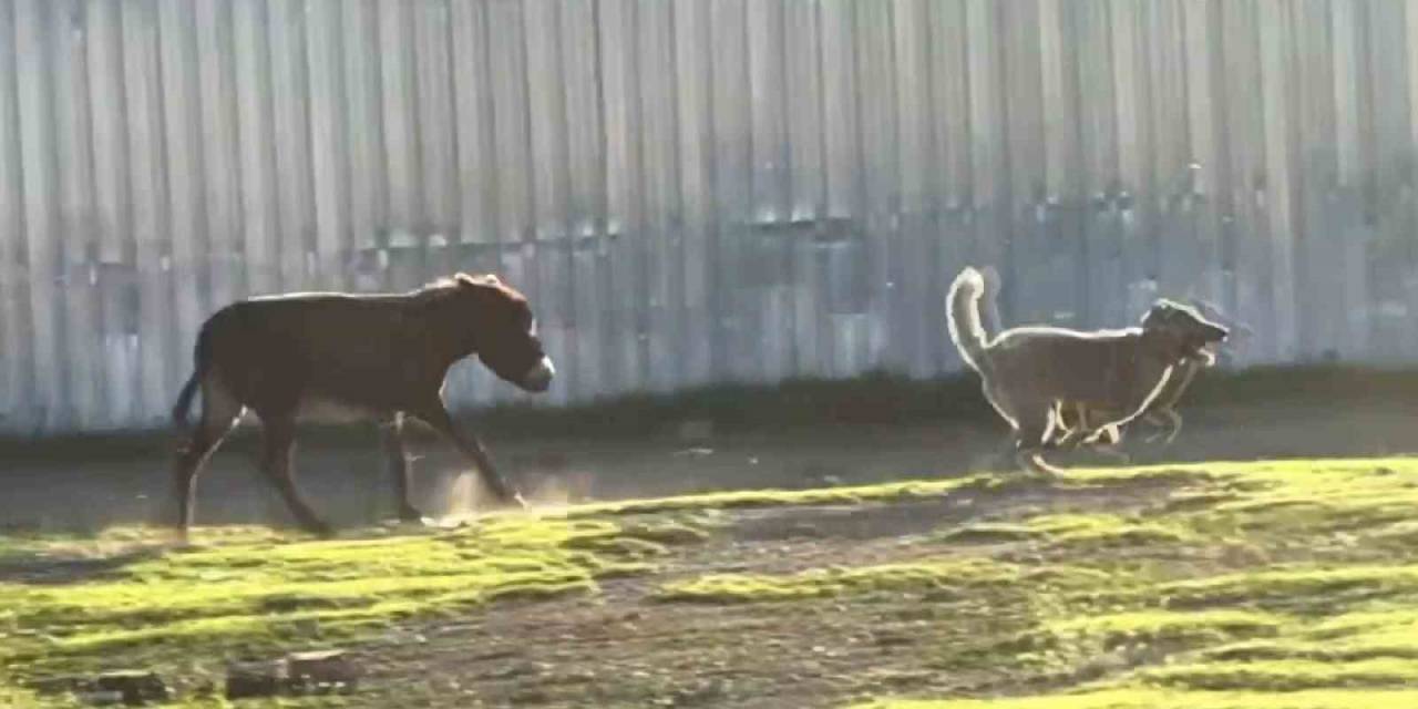 Eşeğin Köpeği Kovalaması Sosyal Medyada Viral Oldu