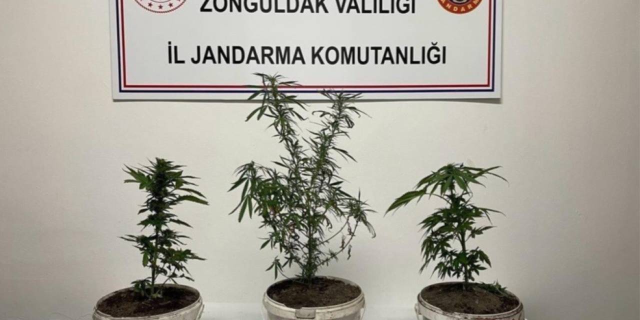 Jandarmanın Arama Yaptığı Evde Hint Keneviri Ele Geçirildi