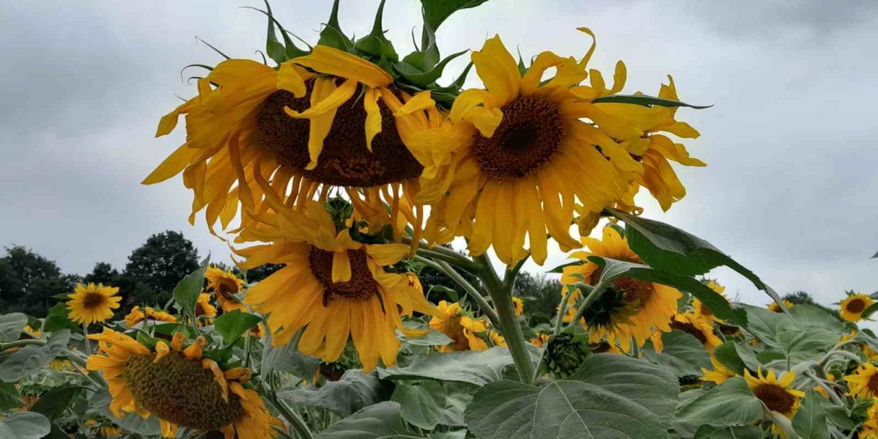 Bilecik’te Ayçiçeklerin Görsel Şöleni