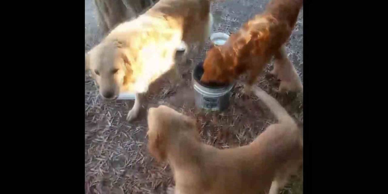 Tel Örgüleri Kesip Yıllardır Okulda Beslenen 2 Köpeği Çaldılar
