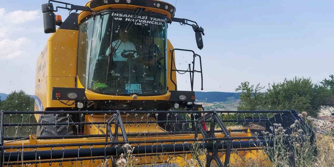 Kastamonu’da 10 Bin 350 Ton Siyez Buğdayının Hasadı Yapıldı