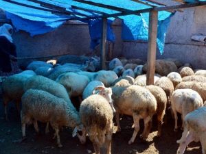 Küçükbaş Hayvan Büyükbaşa Göre Daha Uygun