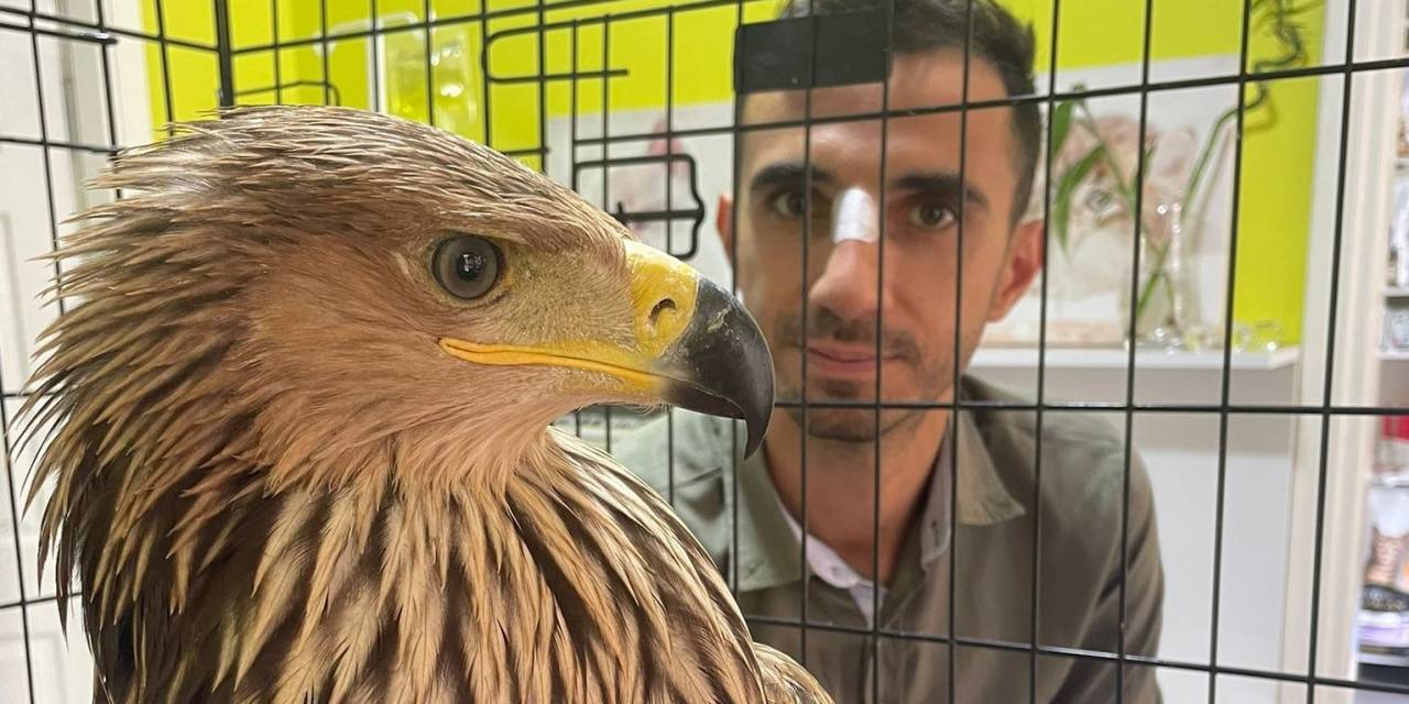 Nesli Tükenmekte Olan Şah Kartalı, Pençe Darbesiyle Veteriner Hekimi Yaraladı