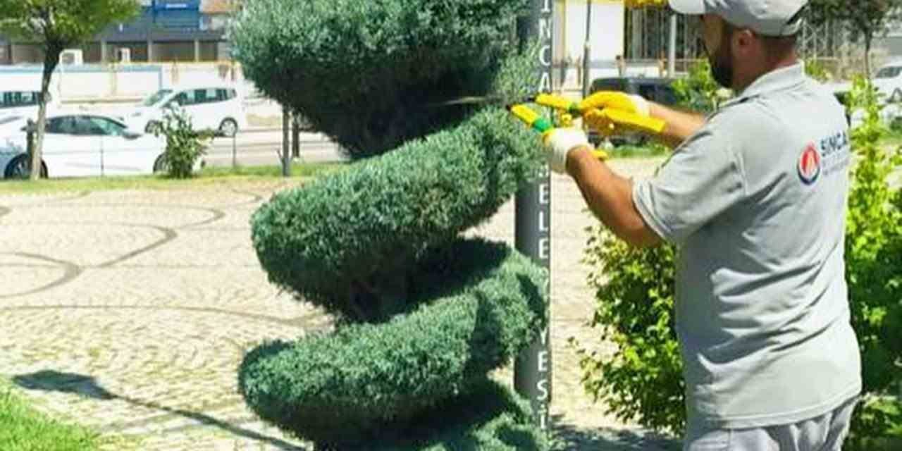 Sincan’da Parklardaki Ağaçlar Görüntüleriyle Görenleri Kendine Hayran Bırakıyor