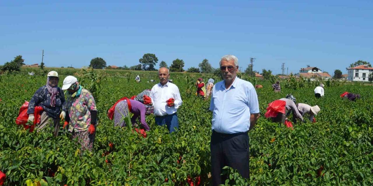 Bafra Ovası’nda Kapya Biber Hasadı Başladı