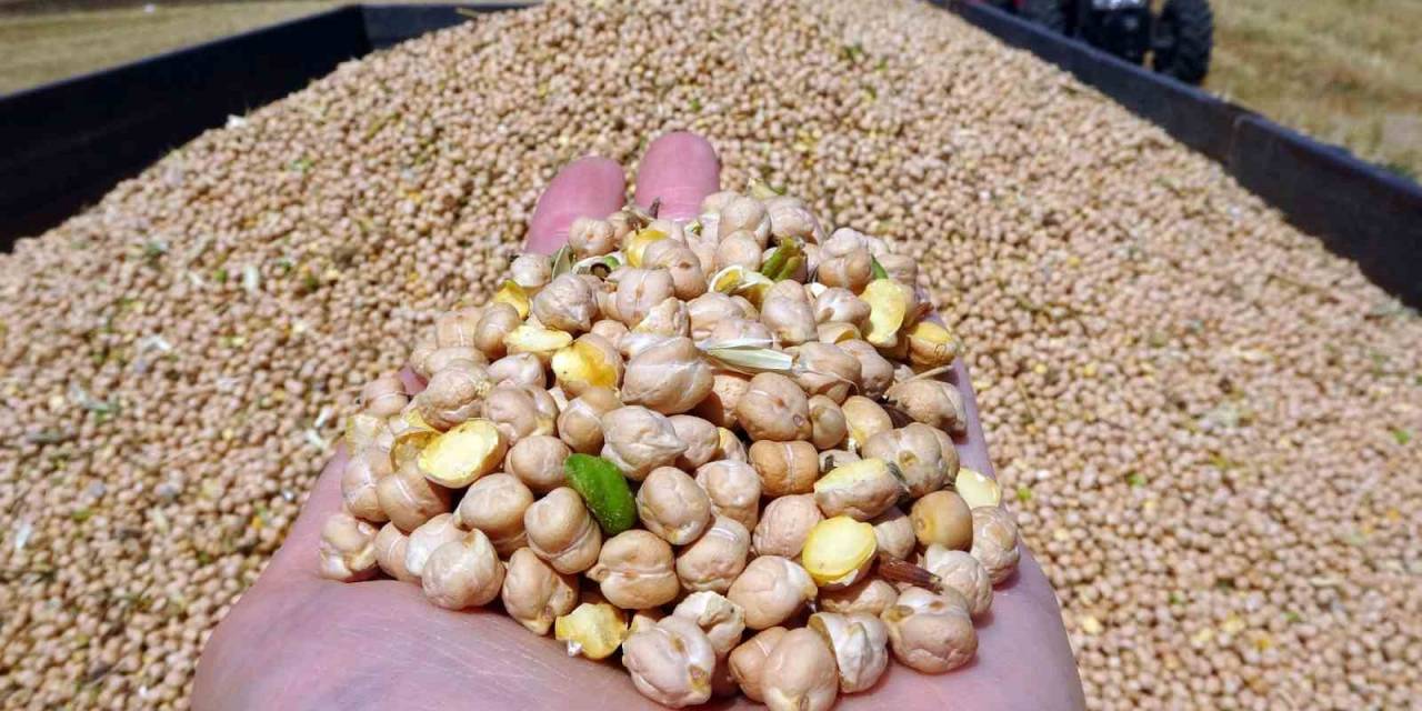 San Hastalığı Ve Aşırı Sıcak, Nohutta Verimi Düşürdü