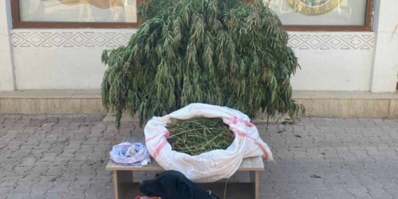 Mardin’de 4 Buçuk Kilo Kubar Esrar Ele Geçirildi