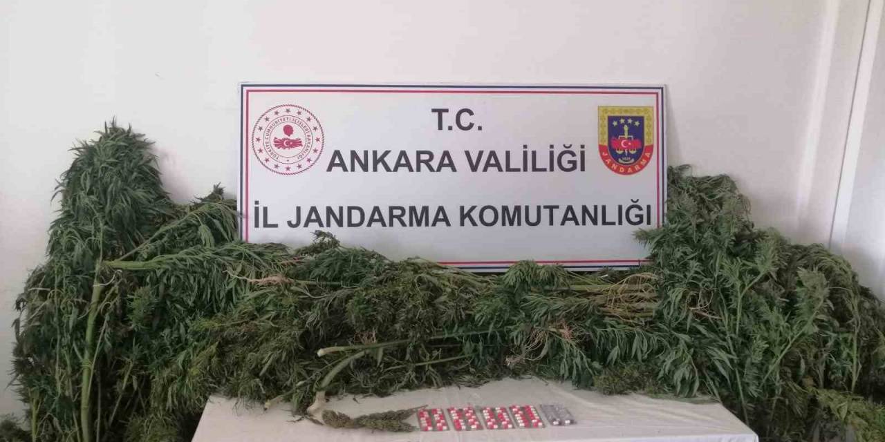 Ankara’da İki Ayrı Hobi Bahçesinde Uyuşturucu Operasyonu