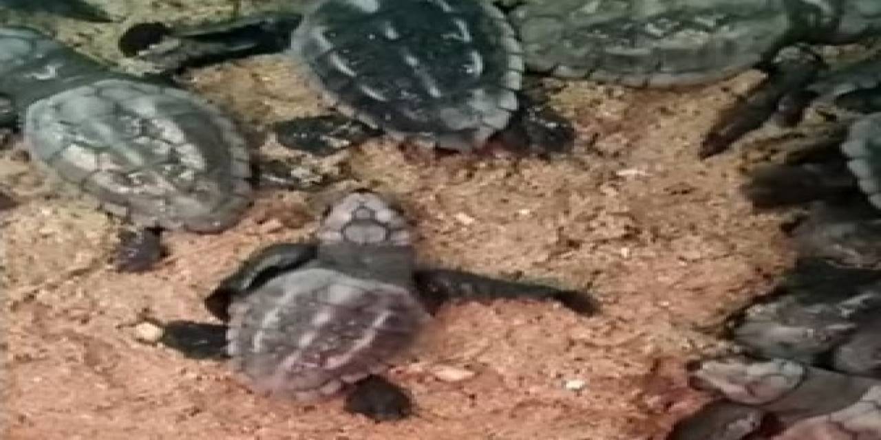 Doğa Koruma Ekipleri Yavru Carettaların Denizle Buluşmasını Sağladı