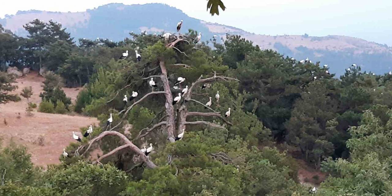 Göç Eden Leyleklerin Mola Keyfi