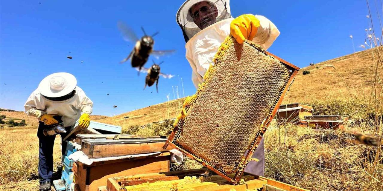 Sıcaklık Ve İklim Değişikliği Bal Rekoltesini Düşürdü