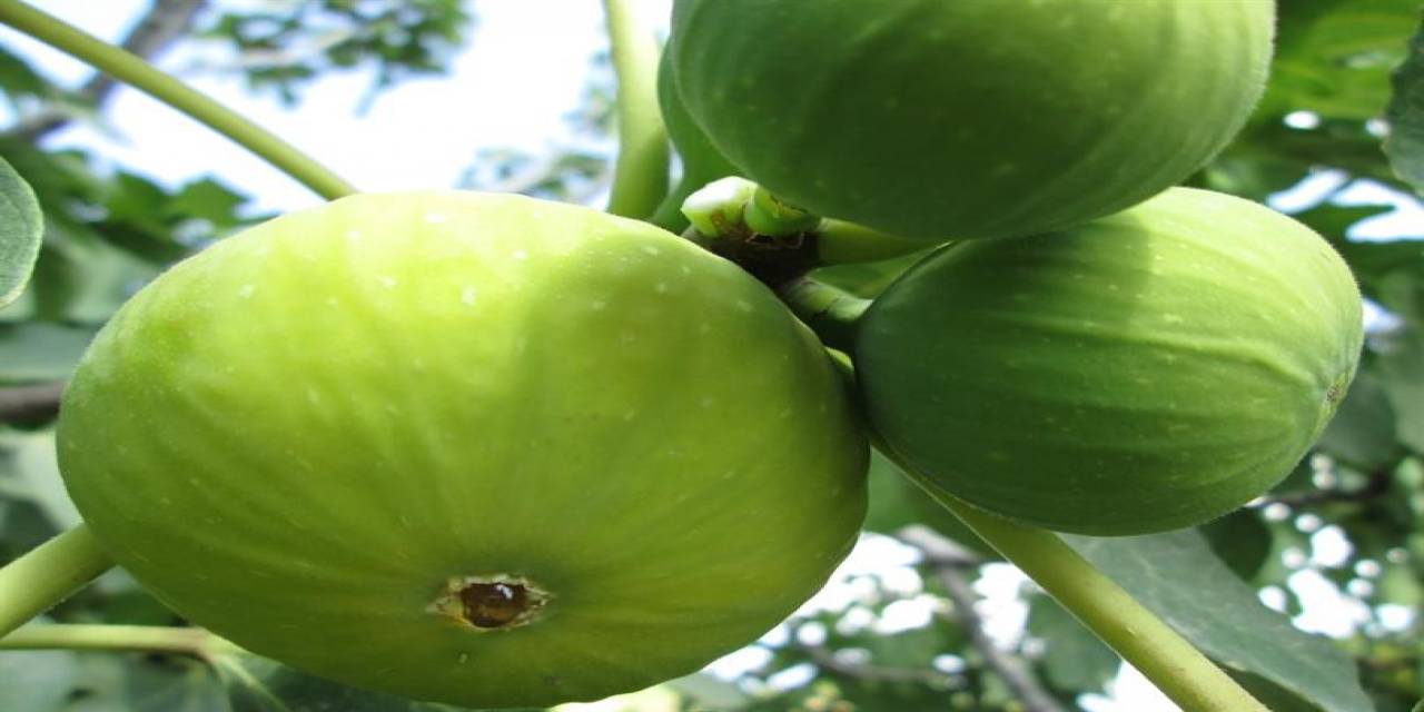 İncir Bahçelerinde Erken Meyve Dökülmelerine Karşı Üreticiler Bilgilendirildi