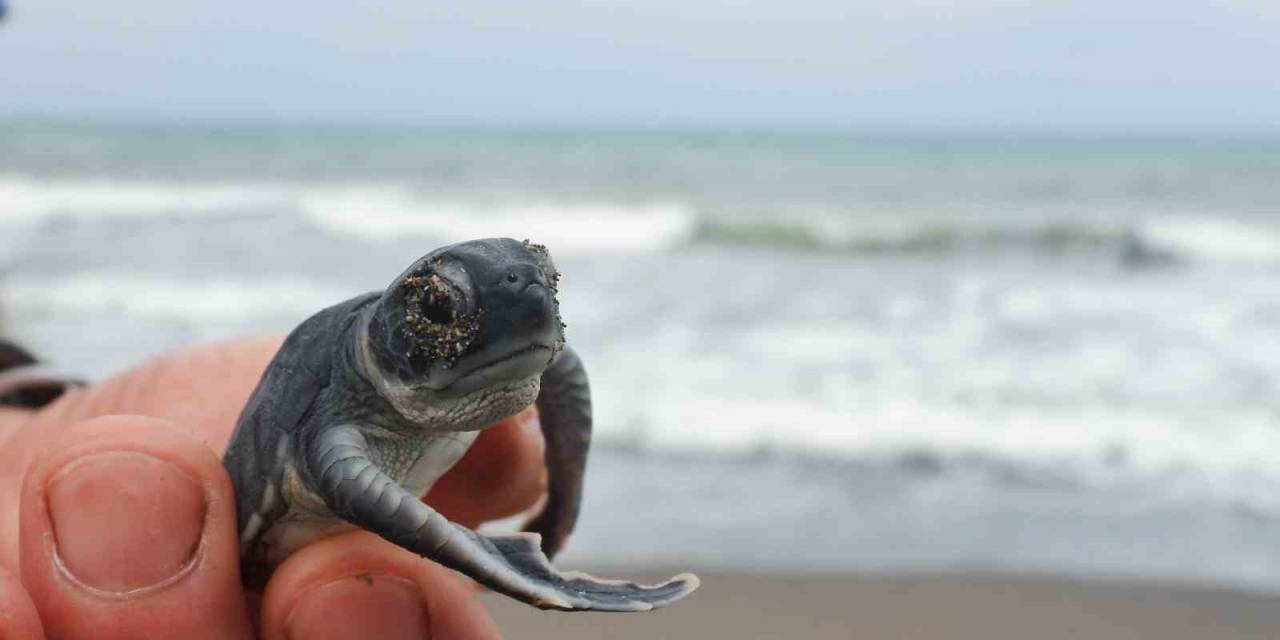 Hatay’da Yavru Kaplumbağalar Denizle Buluştu
