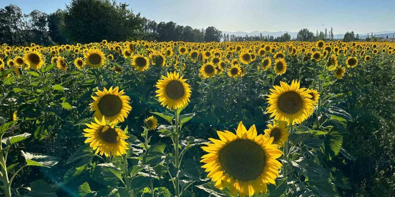 Yüksekova’nın Ayçiçek Tarlası Trakya’yı Aratmadı