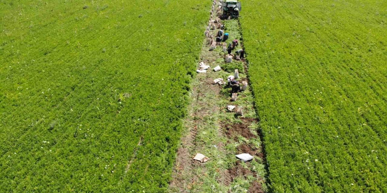 Ekmek Paraları İçin 40 Derecede Tarlada Mesai Yapıyorlar