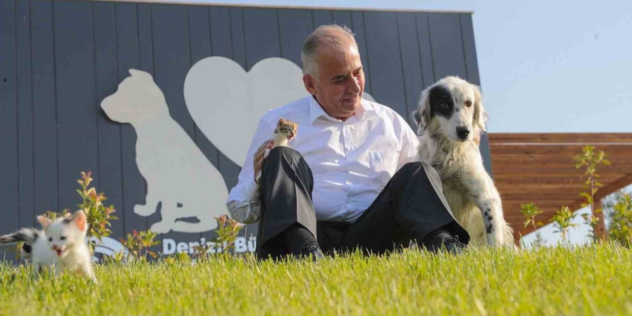 Denizli Büyükşehir İlk 7 Ayda 506 Sokak Hayvanına Yuva Buldu