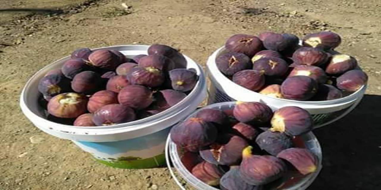 Siirt’te Taze İncir Tezgahlarda