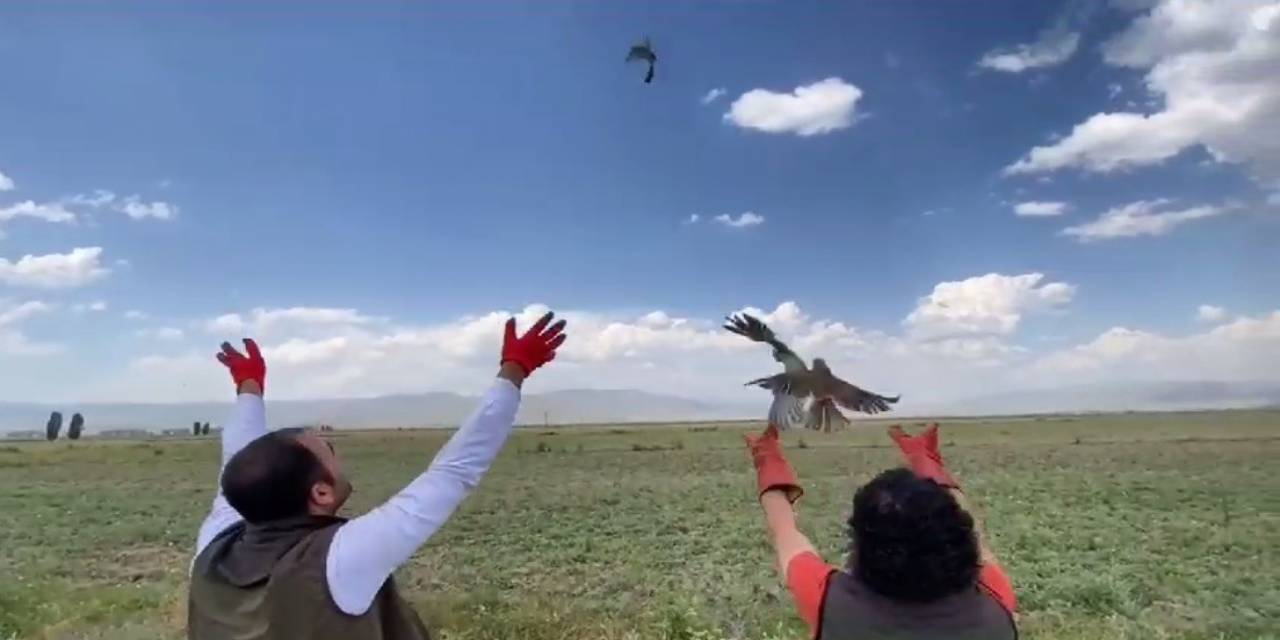 Üç Kerkenez Yavrusu Doğaya Salındı