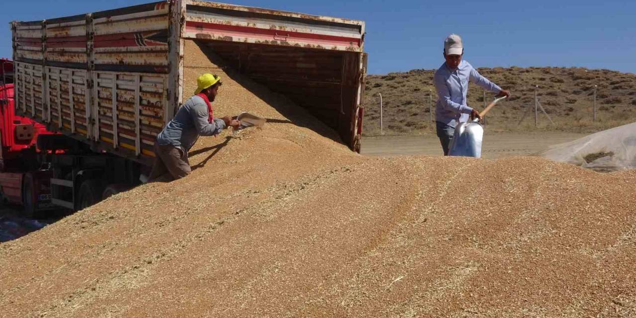 Yozgat İl Merkezinde Tmo Günlük Bin Ton Hububat Alımı Yapıyor