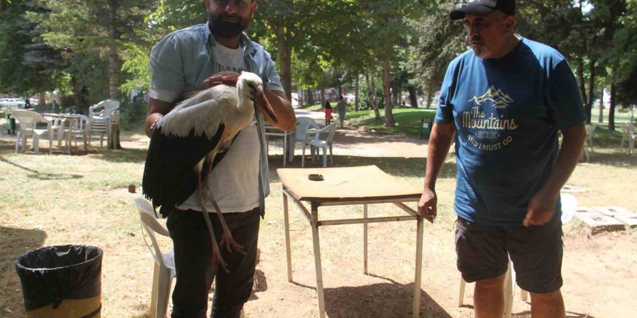 Konya’da İnsanlardan Kaçmadan Gezinen Yavru Leylek Parkın Maskotu Oldu