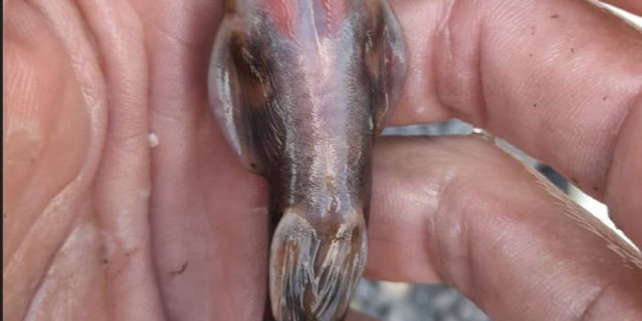 Habur Çayı’nda ’iğneli Bodur Yayın Balığı’ Amatör Balıkçıların Ağına Takıldı