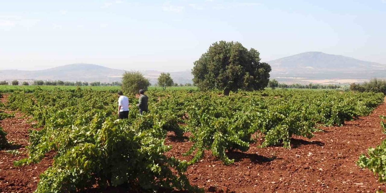 Sınırın Sıfır Noktasında Üzüm Hasadı Başladı