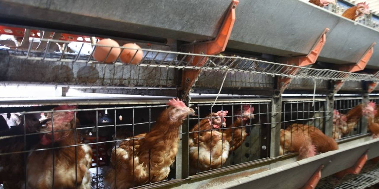 Ziraat Fakültesinden Organik Ürünler