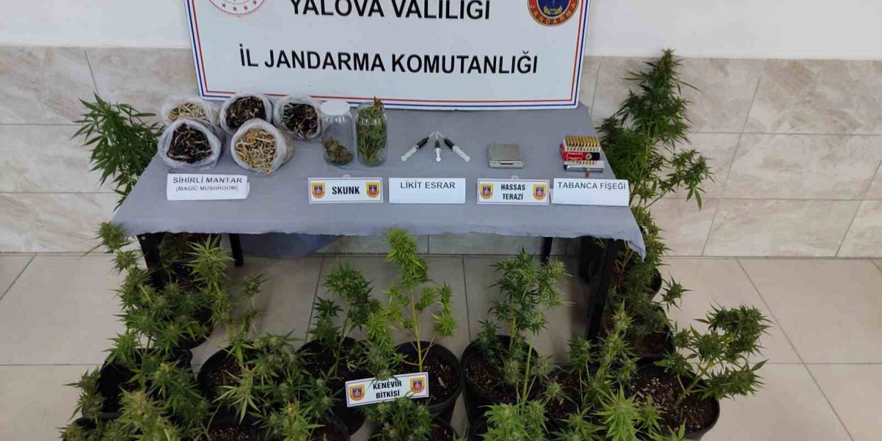 Yalova’da ‘Sihirli Mantar’ Operasyonu