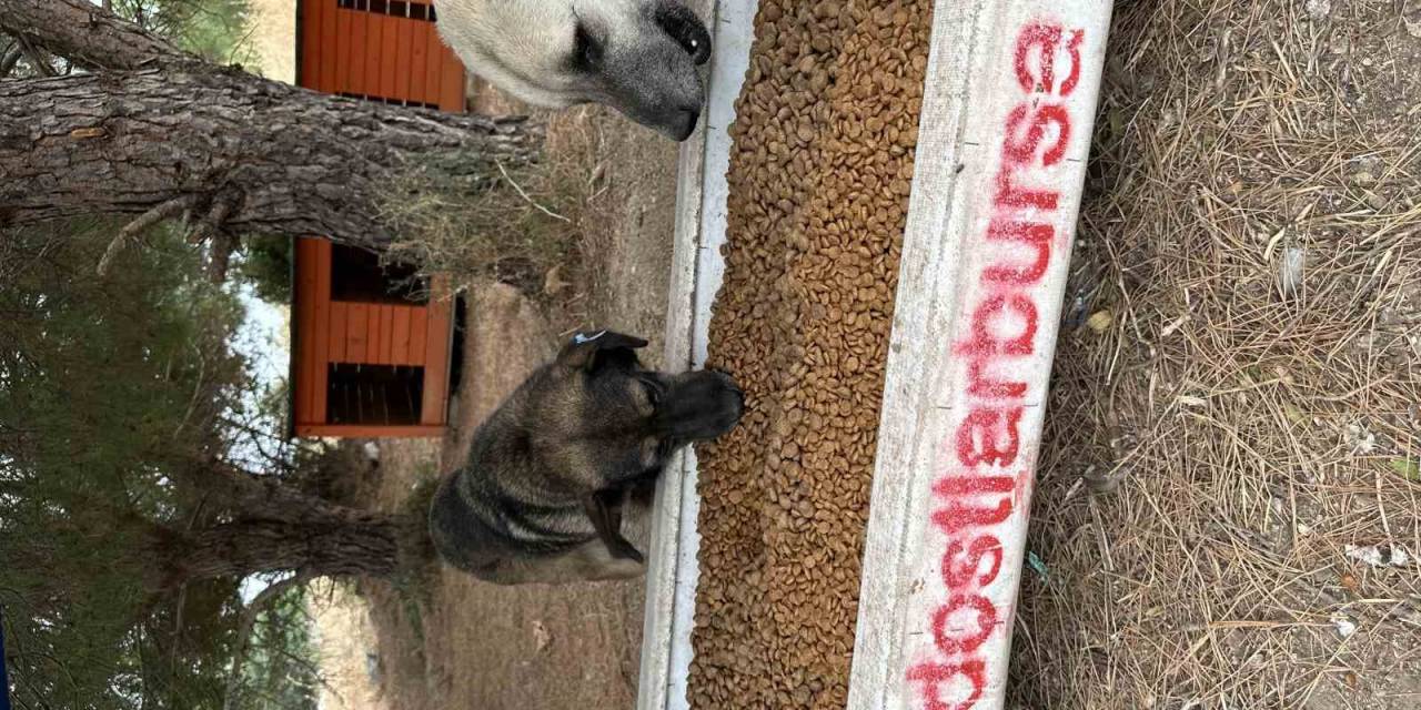 Perseid Metor Yağmurunda Sokak Hayvanları İçin Yüzlerce Kilo Mama Topladılar