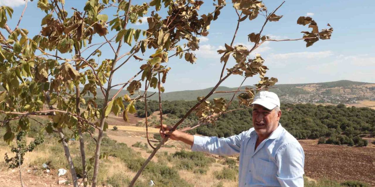 Çöl Sıcakları Meyve Ağaçlarını Kurutuyor