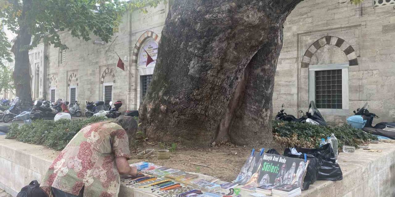 Beyazıt Meydanı’nın Çınarı Hüseyin Avni Dede: 58 Yıldır Adının Verildiği Ağacın Altında