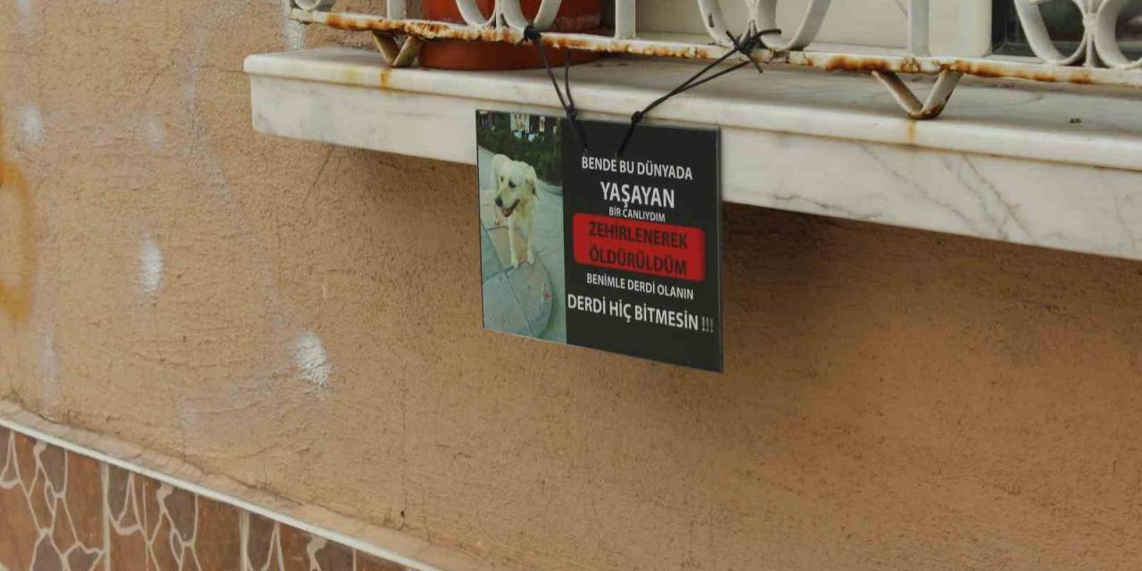 Zehirlenerek Öldürüldüğü İddia Edilen ‘Kahraman’ Hayvanseverleri Ayağa Kaldırdı