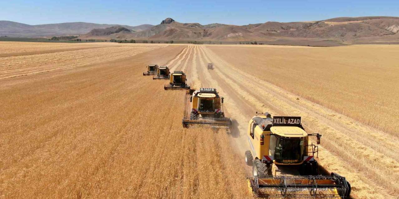 Yan Yana Dizilen Biçerdöverler Rekor İçin Hareket Etti