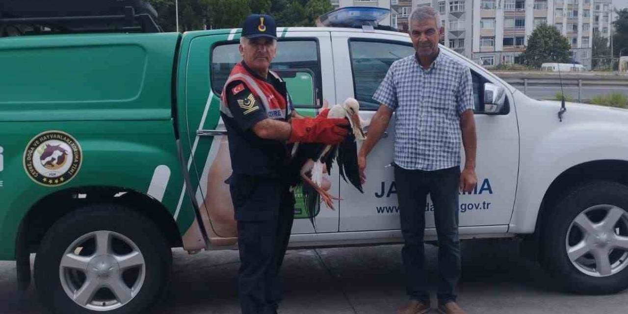 Jandarma, Devriye Faaliyetinde Yaralı Leylek Buldu