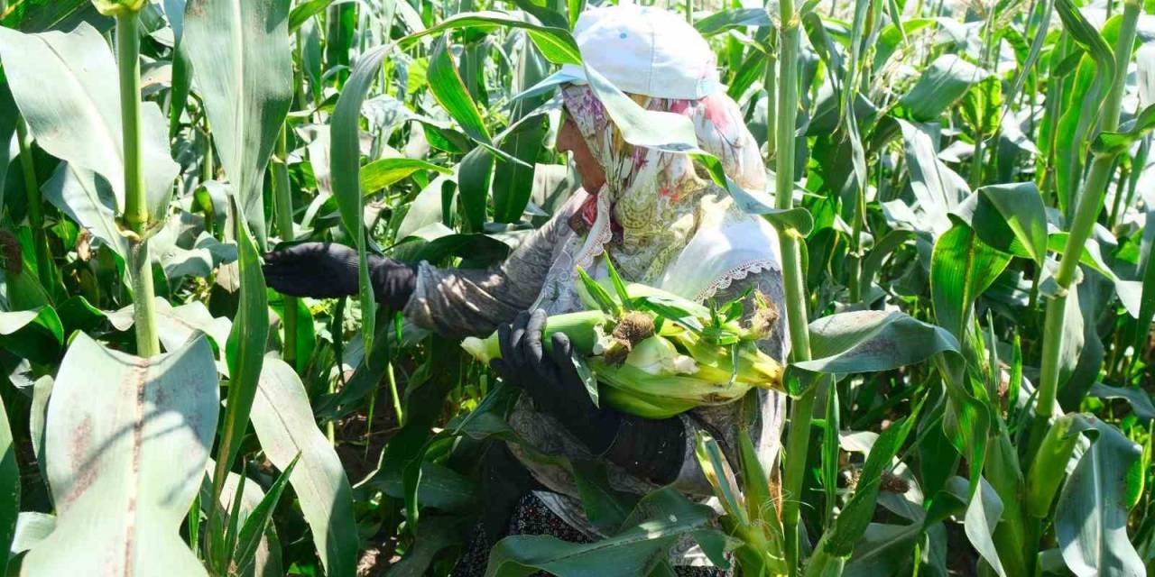 Türkiye’nin Meşhur Mardar Mısırında Hasat Başladı