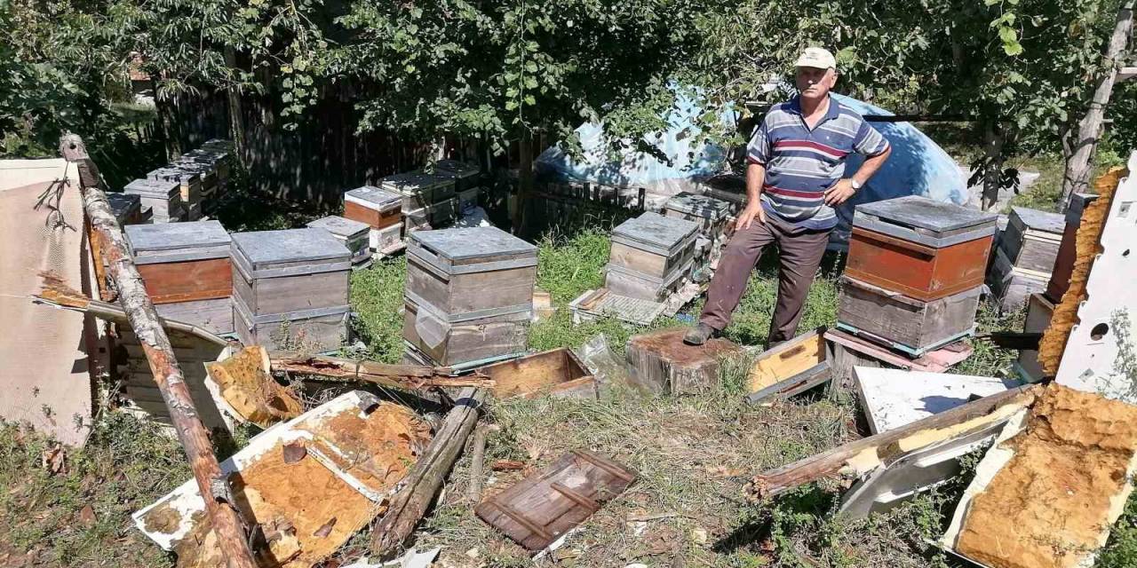Aç Kalan Ayı Köye İndi: Kovanlardaki Arıları Telef Etti