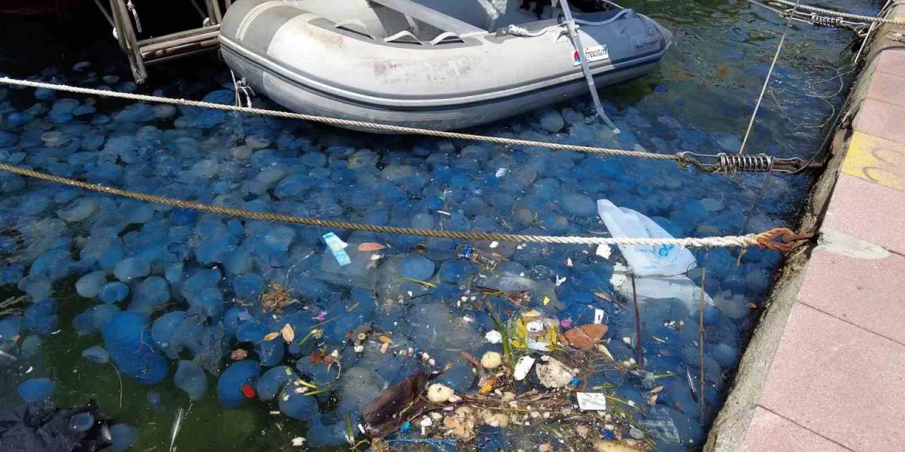 İzmir Foça’da Denizanası İstilasının Ardından Vakalar Arttı