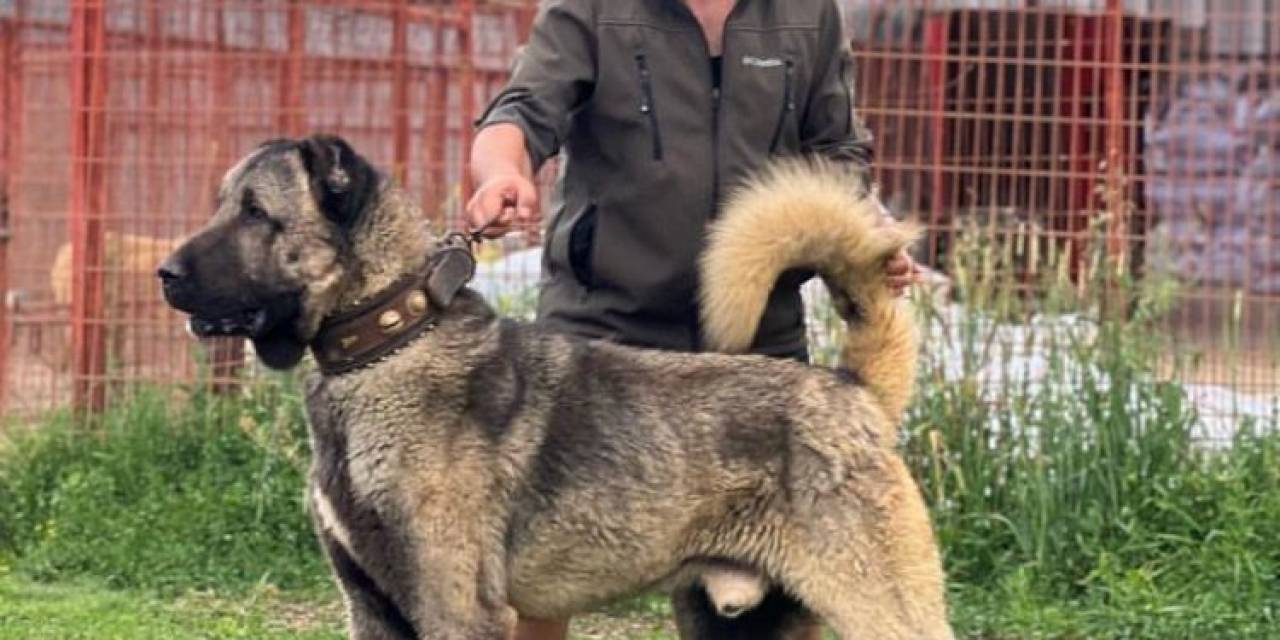 Çankırı’dan Sivas’a Rakip Çıktı: Bu Çiftlikte Yetişen Kangallara Sivas’tan Bile Talep Oluyor