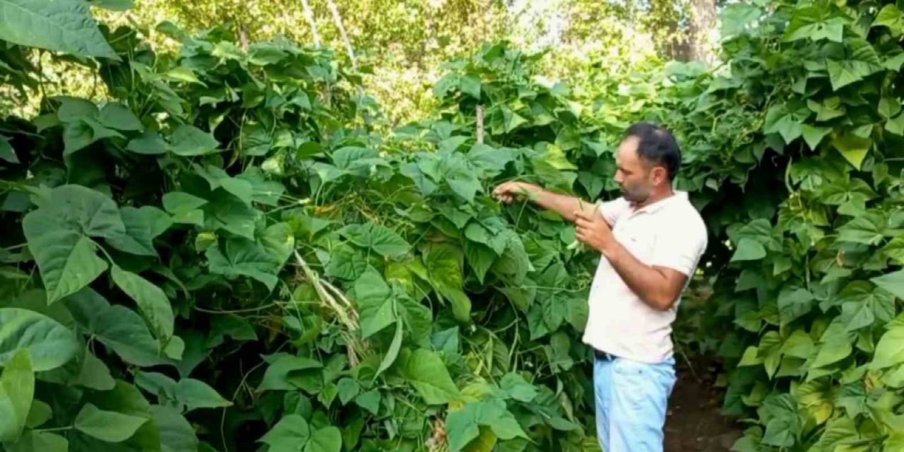 Ata Tohumuyla Yetiştirilen ‘Araplı Fasulyesi’ Hasadı Başladı