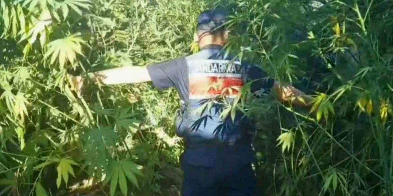 Jandarmadan Uyuşturucu Operasyonu: 1 Tutuklama