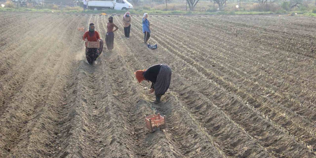 Kıymeti Korona Virüs Salgınında Anlaşılan Pırasaya Olan Rağbet Her Geçen Gün Artıyor