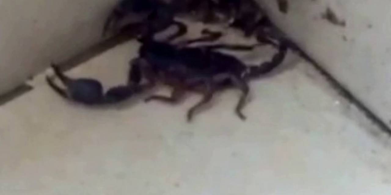 Sultangazi’de Evde Akrep Paniği