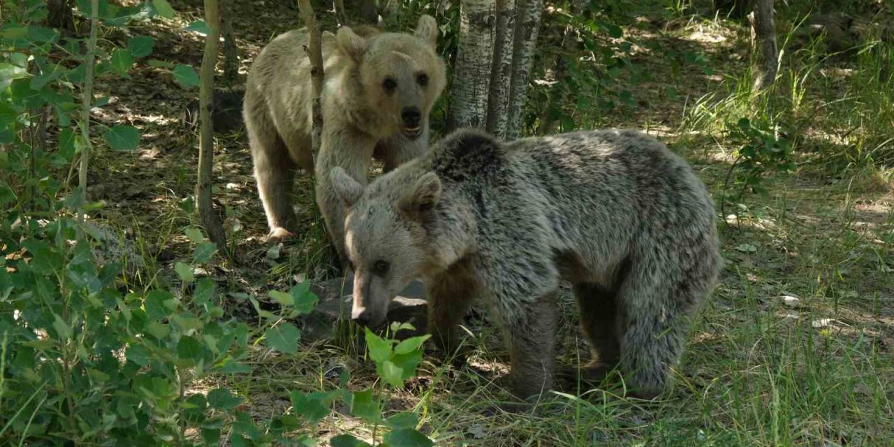 Veteriner Hekim Uyardı: "Nemrut’un Ayılarından Uzak Durun"