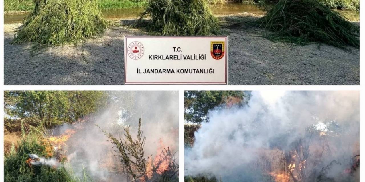 Kırklareli’nde 372 Bin 637 Kök Kenevir Ele Geçirildi