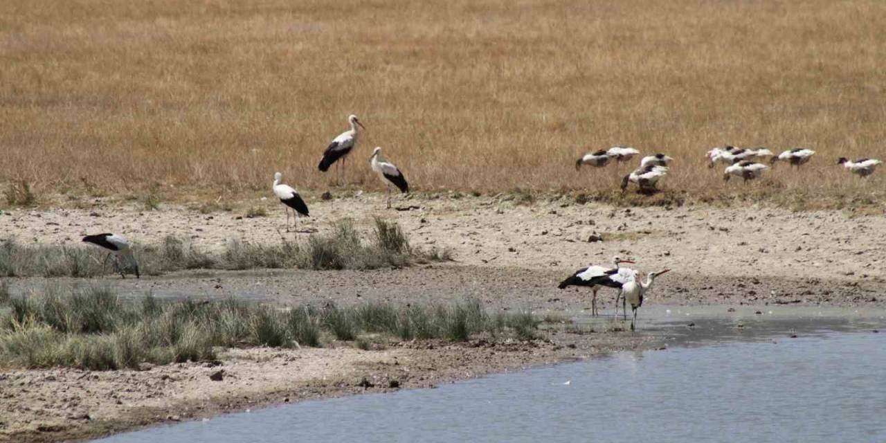 Sıcak Havalar Büyük Göçe Hazırlanan Leylekleri De Etkiledi